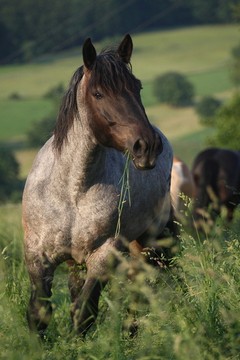 Baldr
